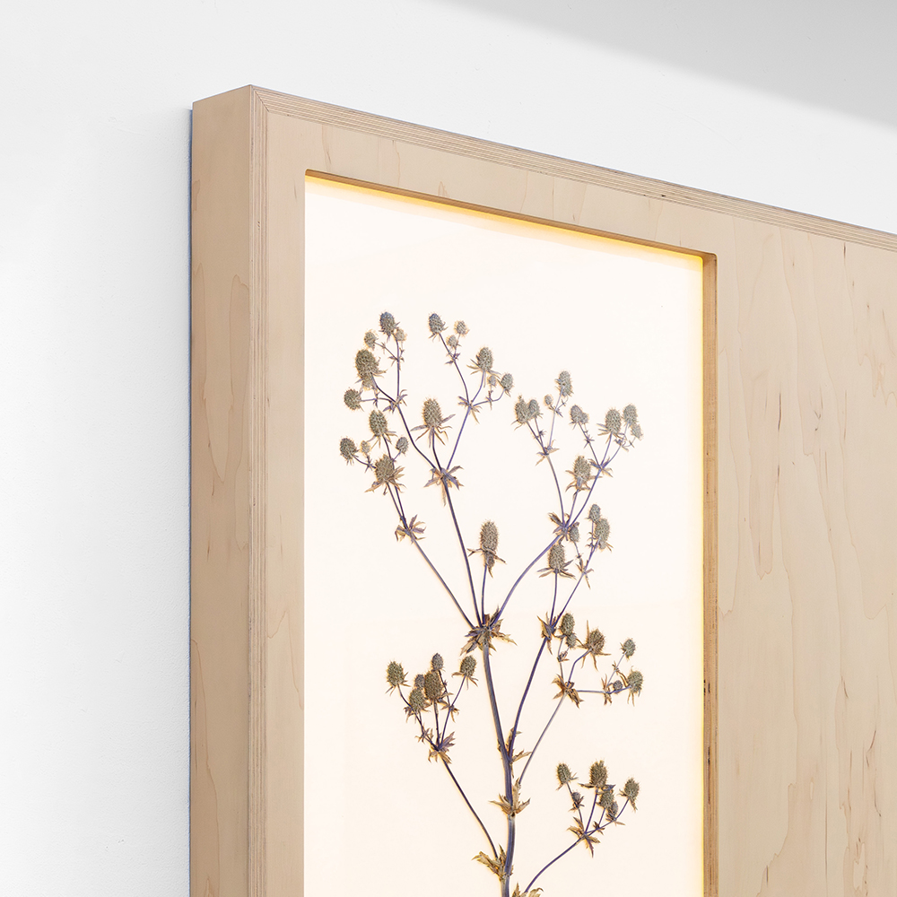 Herbarium (Eryngium Planum) 3