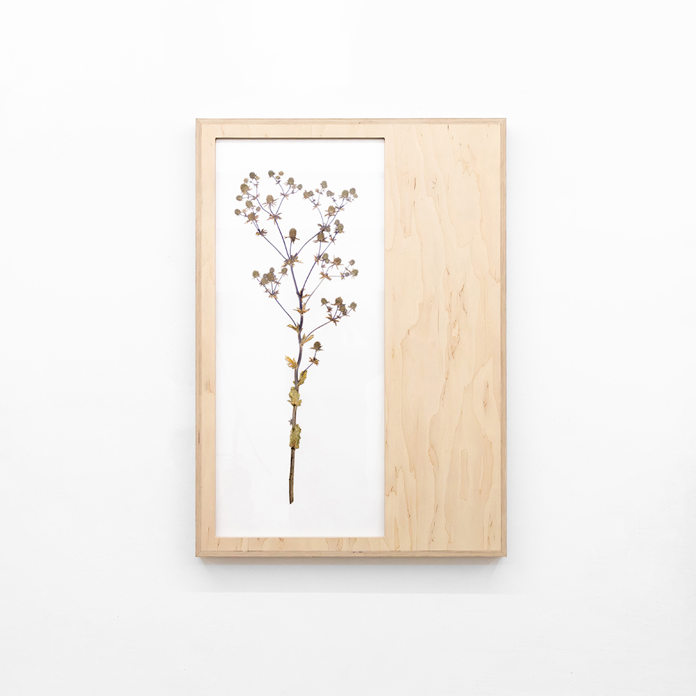 Herbarium (Eryngium Planum) 4
