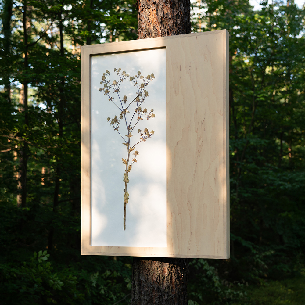 Herbarium (Eryngium Planum) 5