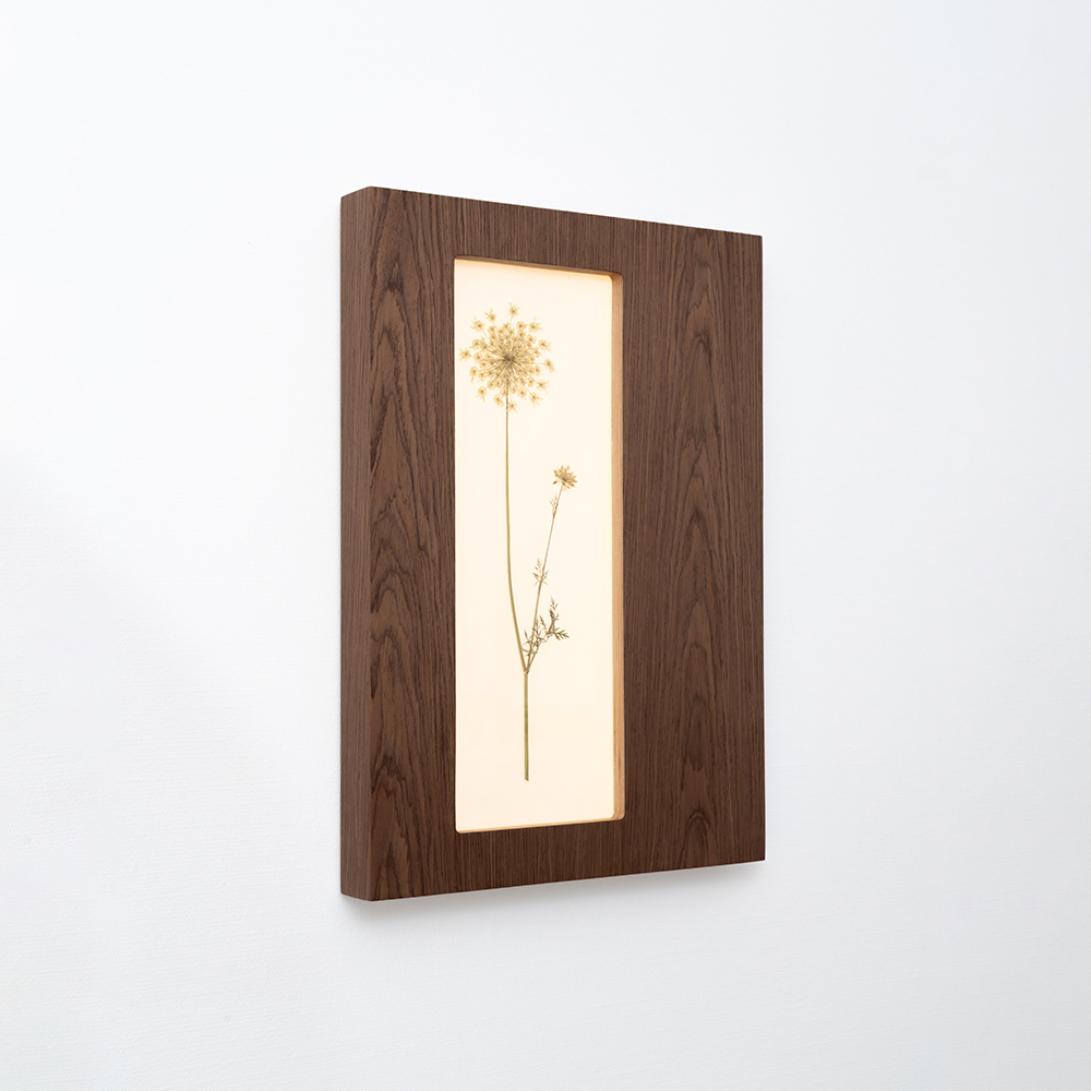 Herbarium Mini (Daucus Carota) 1