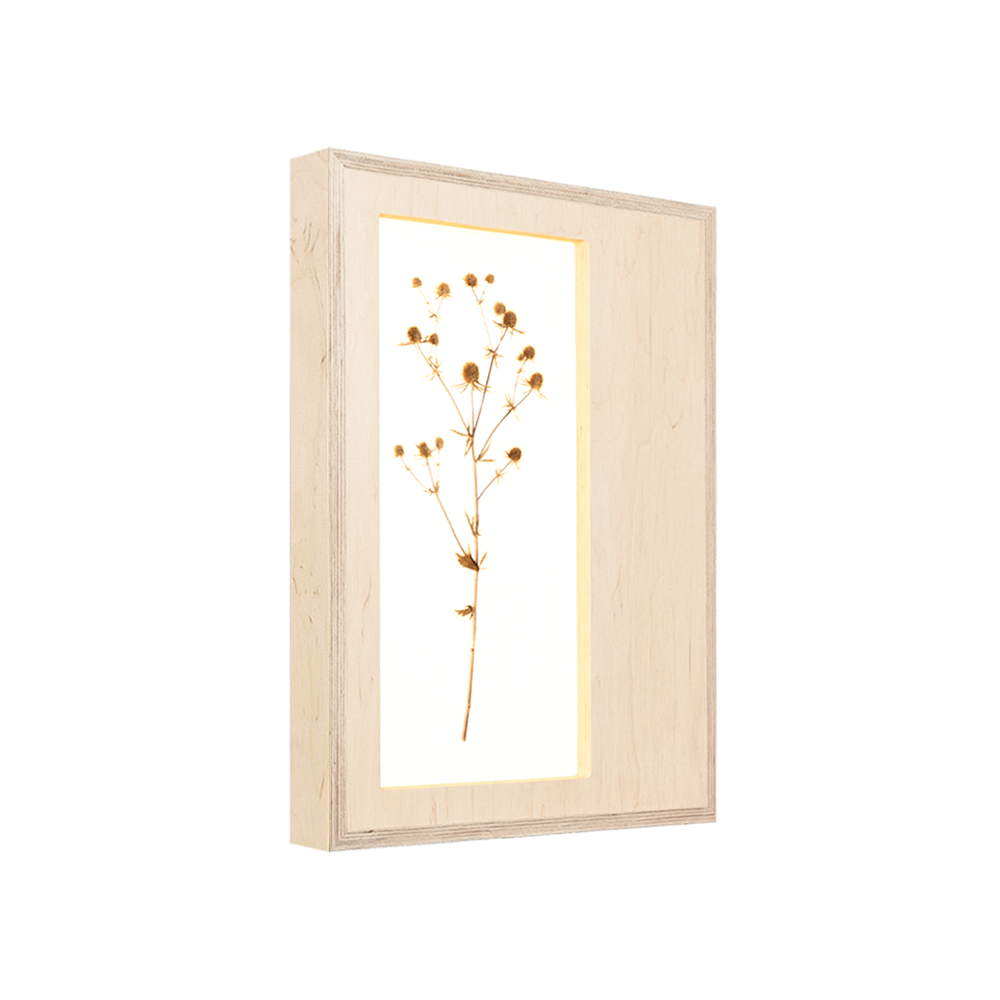 Herbarium Mini (Eryngium Planum)