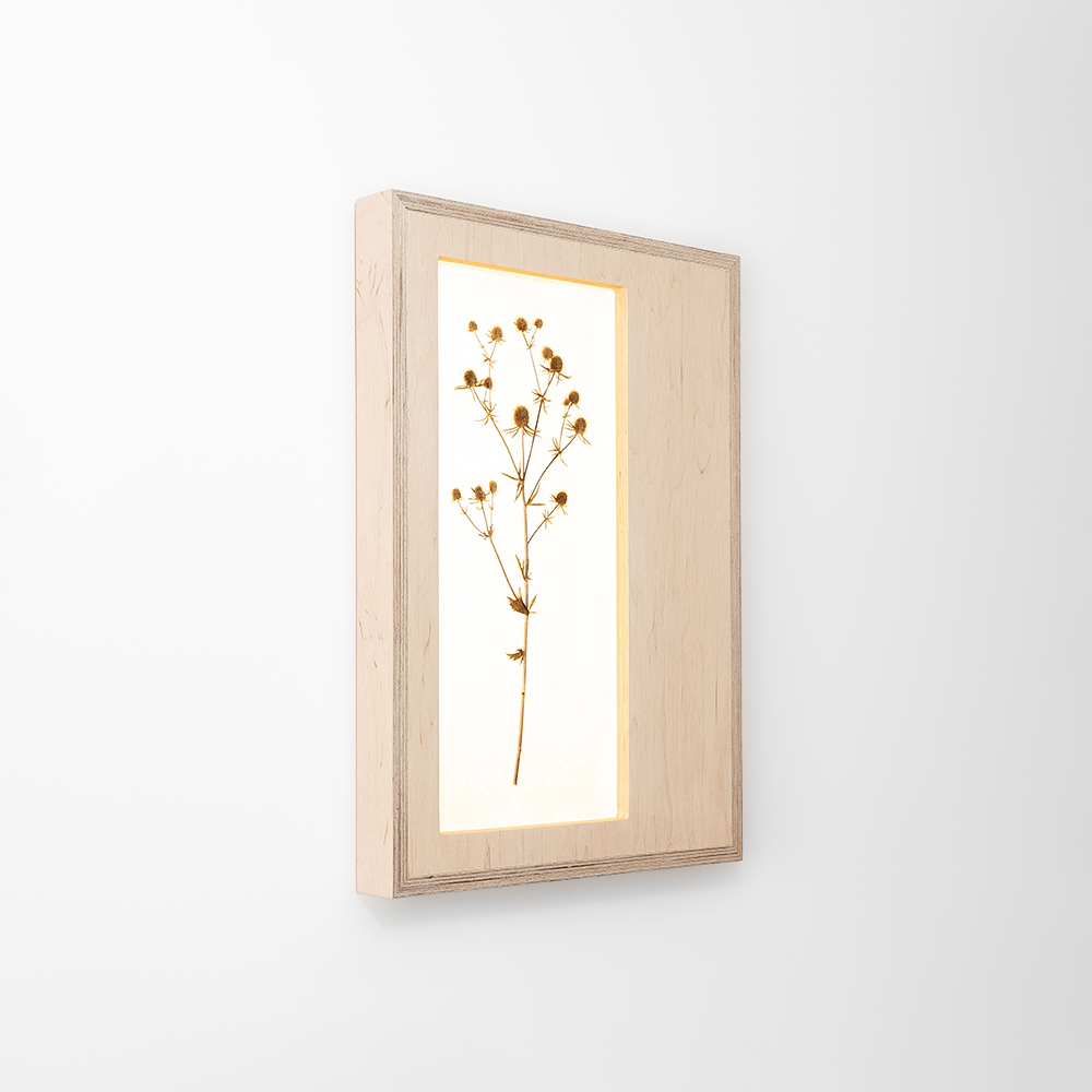 Herbarium Mini (Eryngium Planum) 1