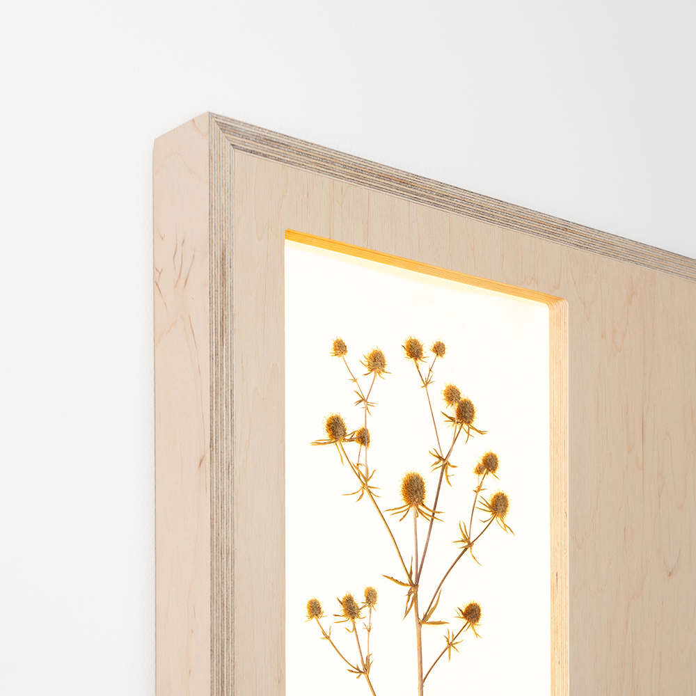 Herbarium Mini (Eryngium Planum) 3