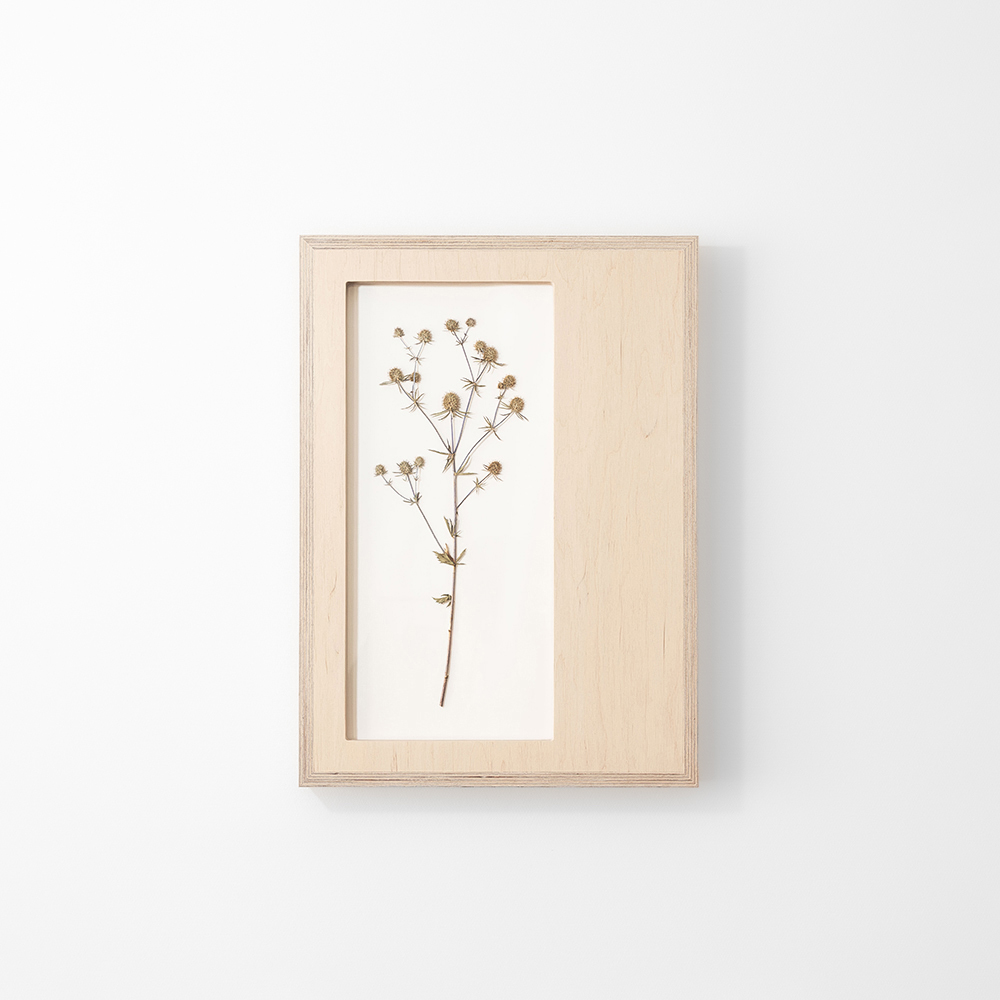 Herbarium Mini (Eryngium Planum) 4