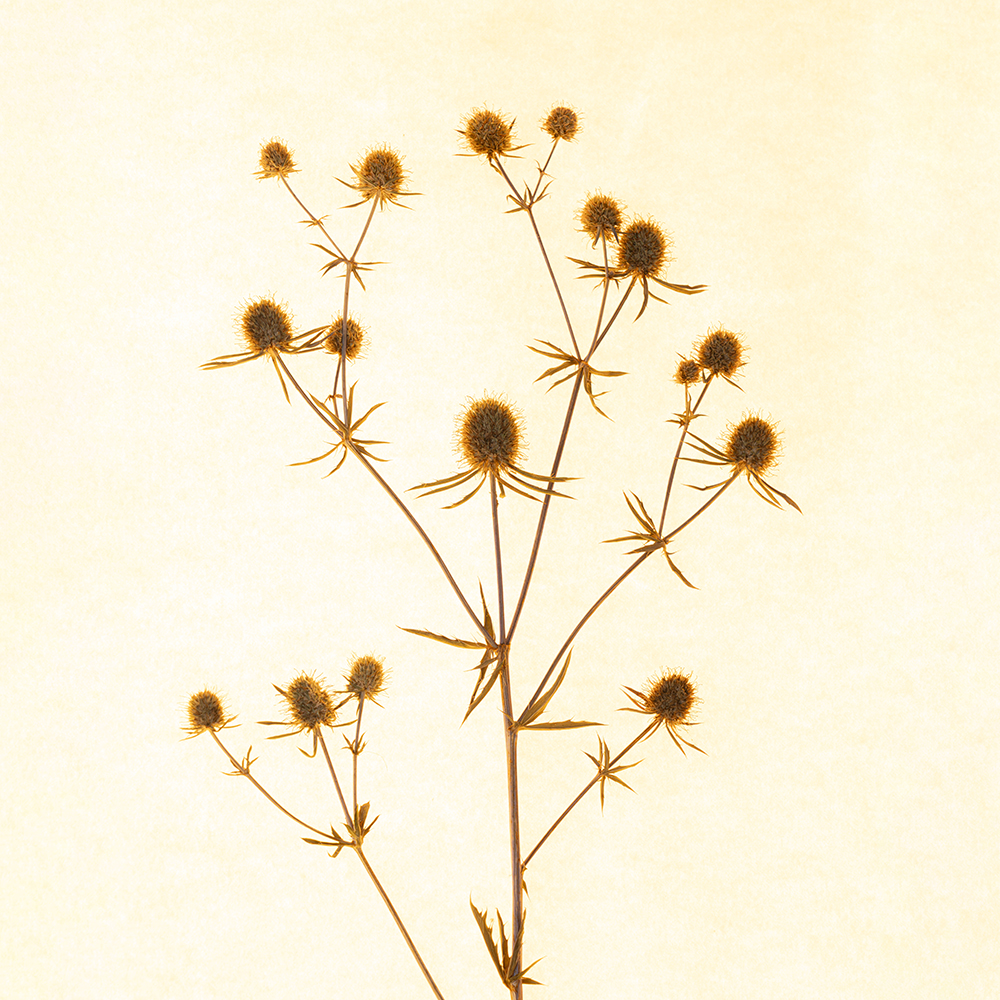 Herbarium Mini (Eryngium Planum) 5