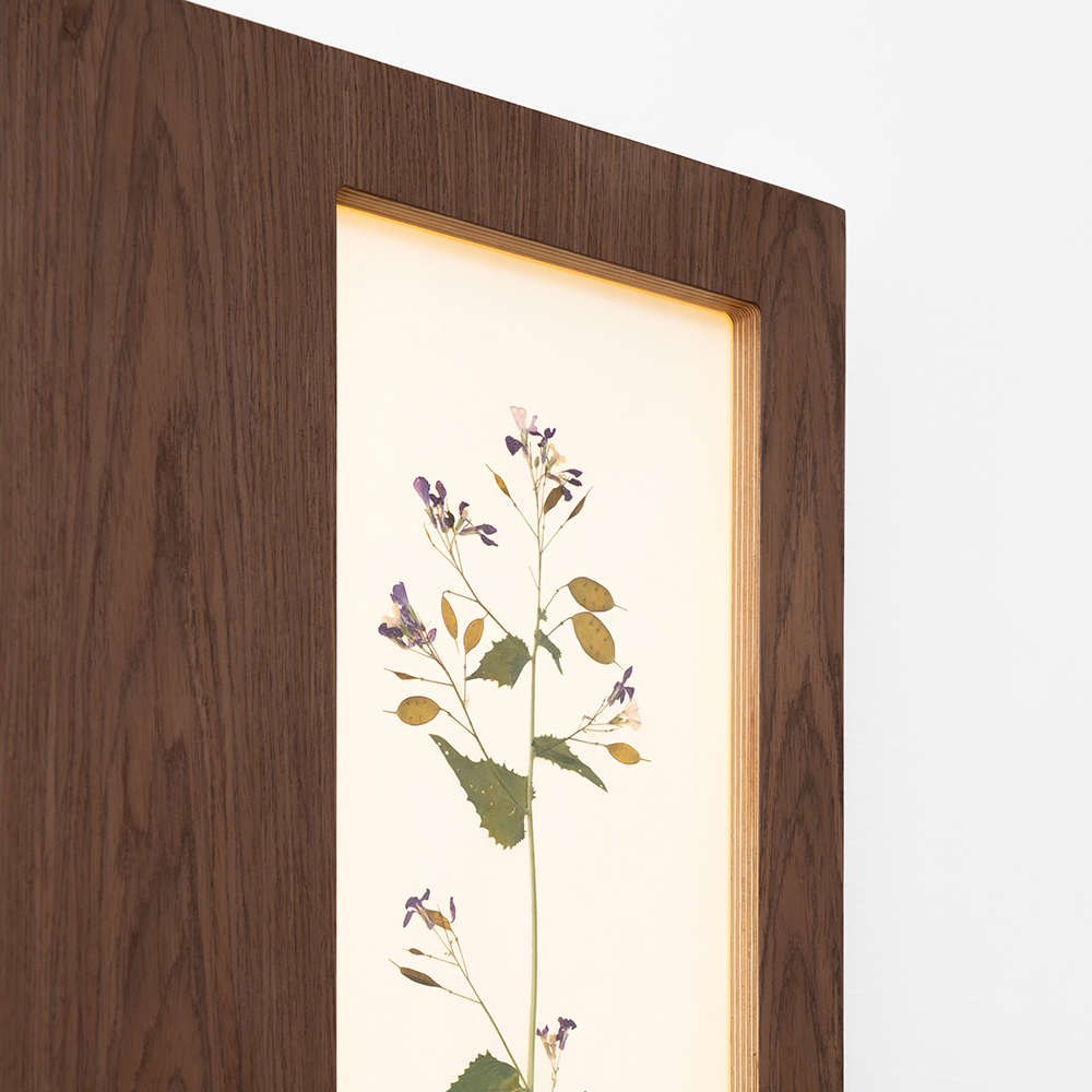 Herbarium Mini (Lunaria Annua) 3