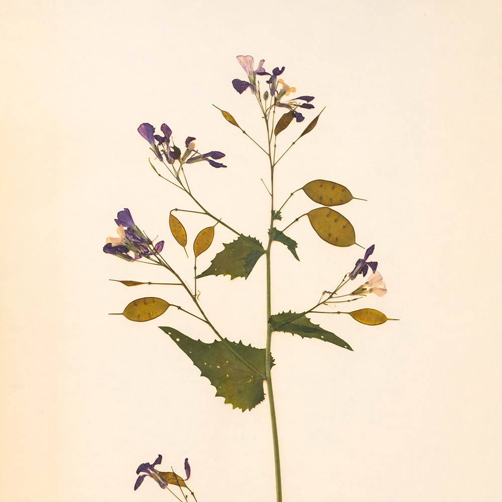Herbarium Mini (Lunaria Annua) 4