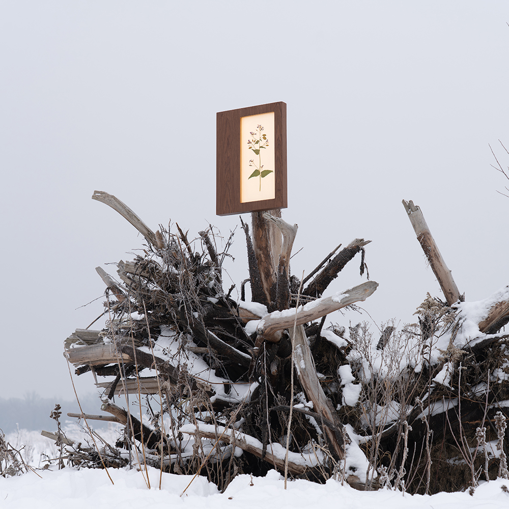 Herbarium Mini (Lunaria Annua) 5