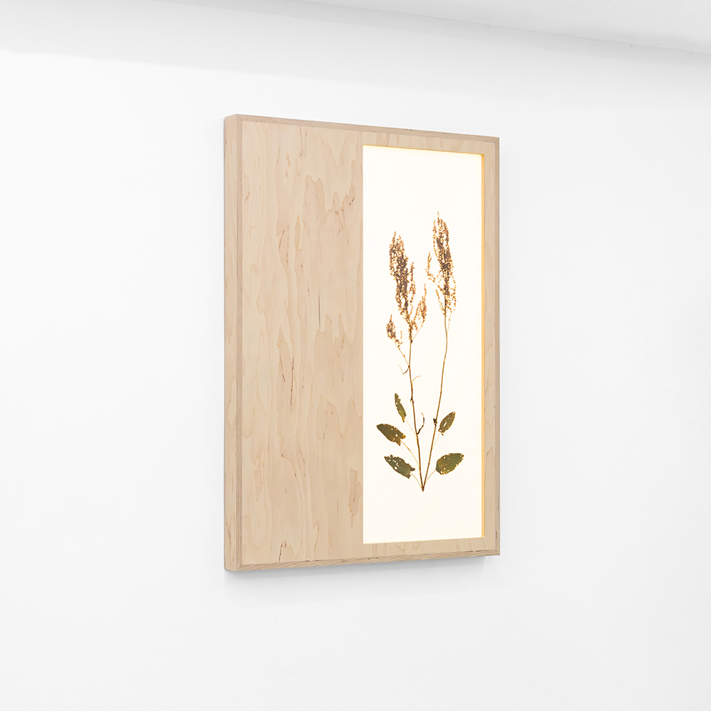 Herbarium (Rumex Acetosa) 1