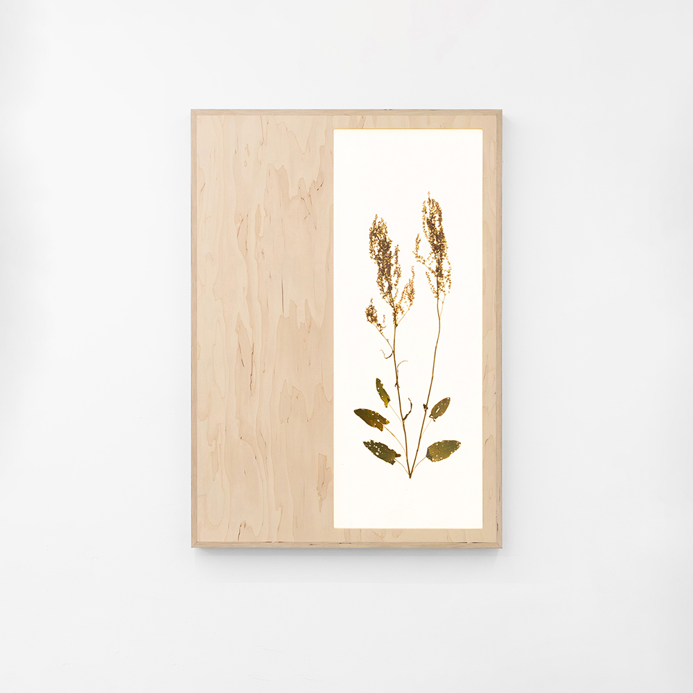 Herbarium (Rumex Acetosa) 2