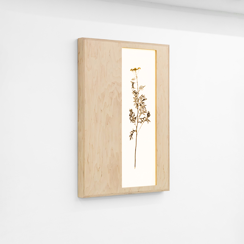 Herbarium (Tanacetum Vulgare) 1