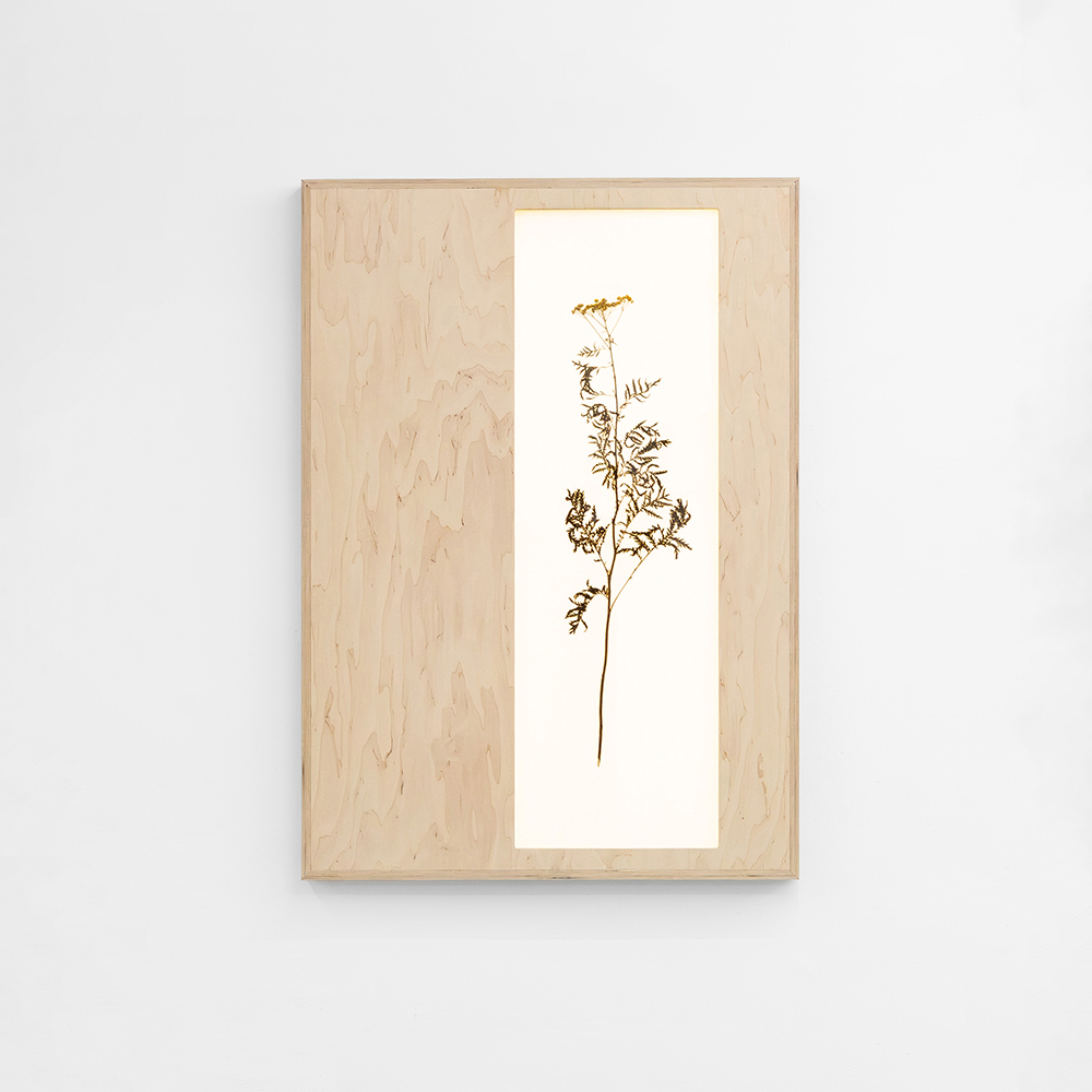 Herbarium (Tanacetum Vulgare) 2