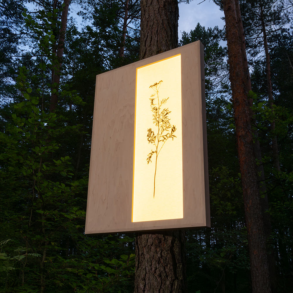 Herbarium (Tanacetum Vulgare) 5