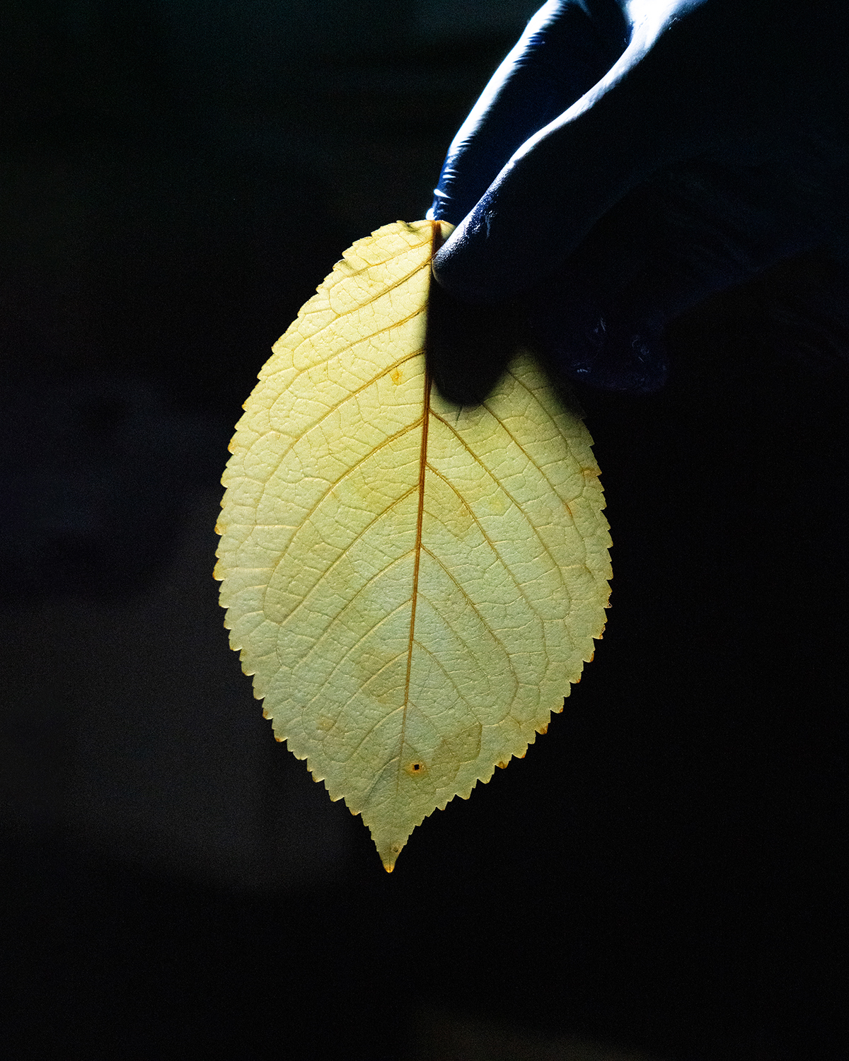 Prepared leaf