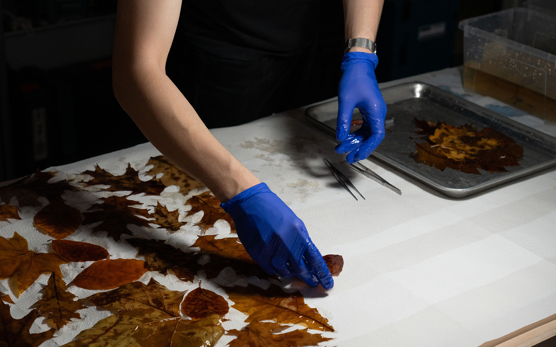 Arranging the leaves for drying