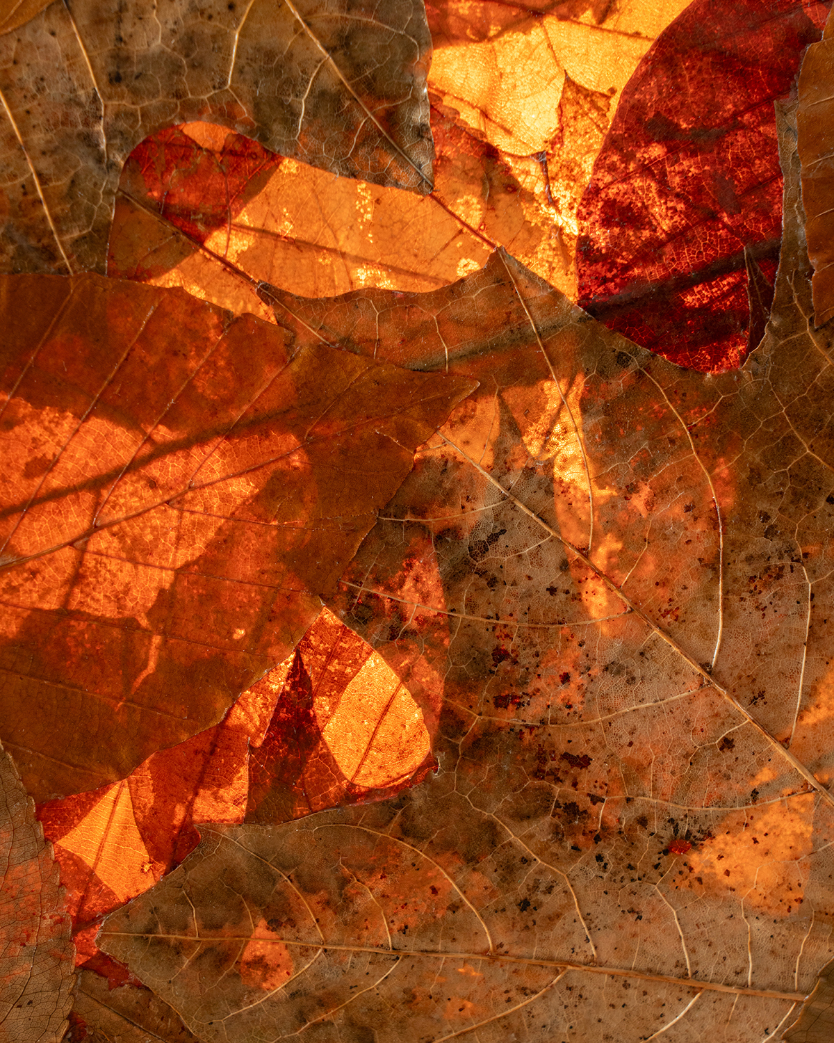 Closeup of the Folium material