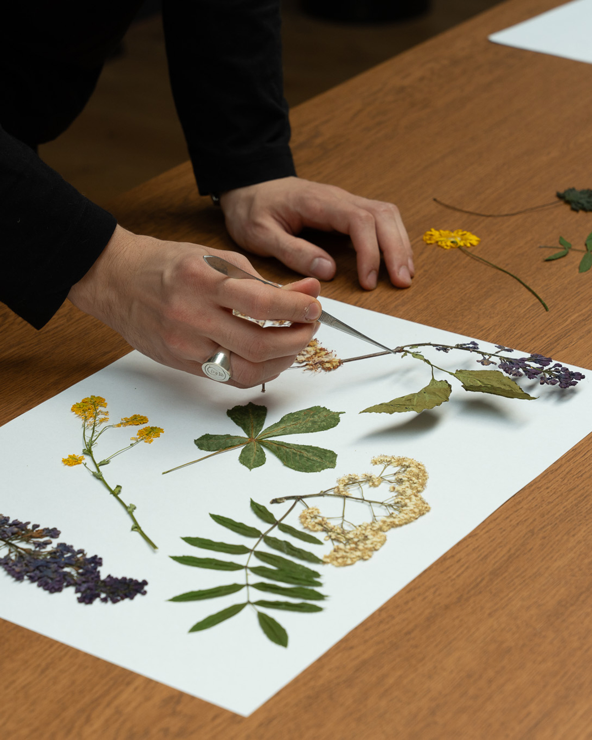 Mateusz placing specimens for drying