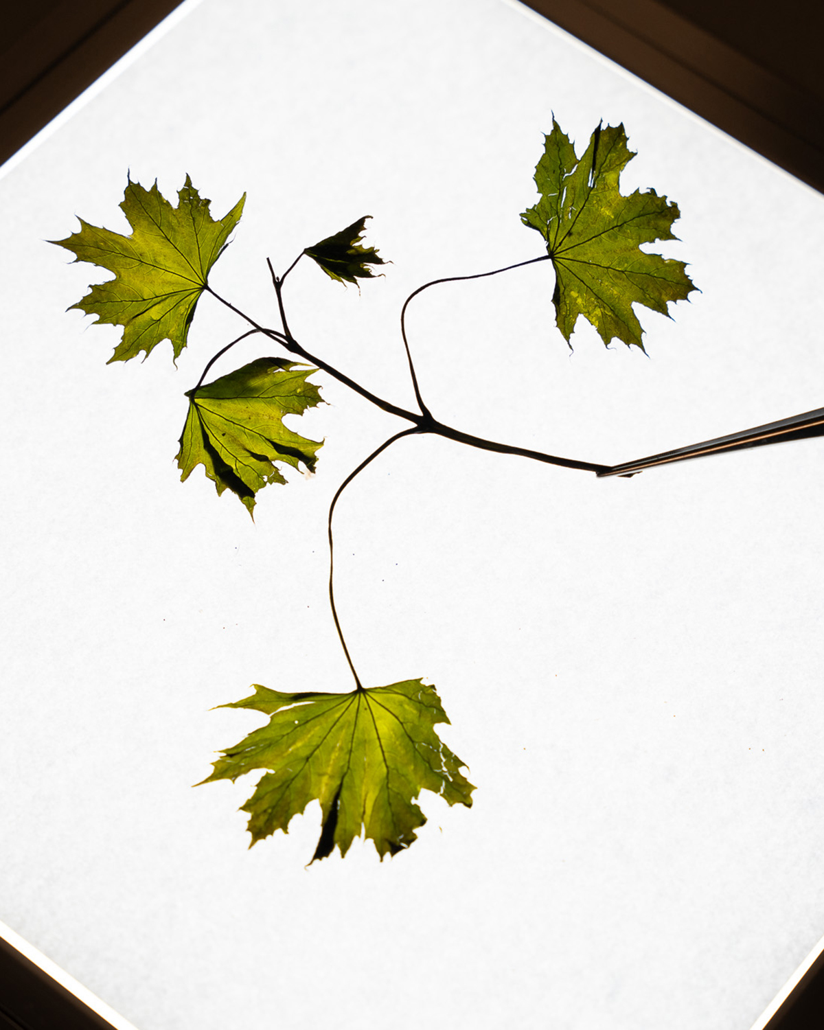 Backlit plant specimen