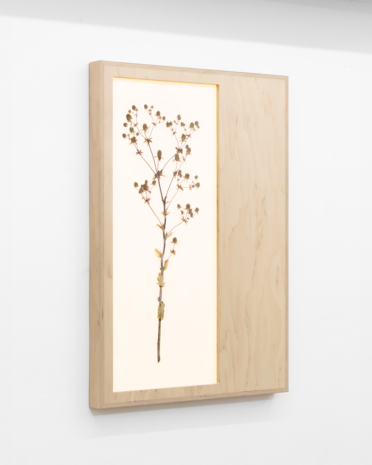 Herbarium on a wall in a gallery
