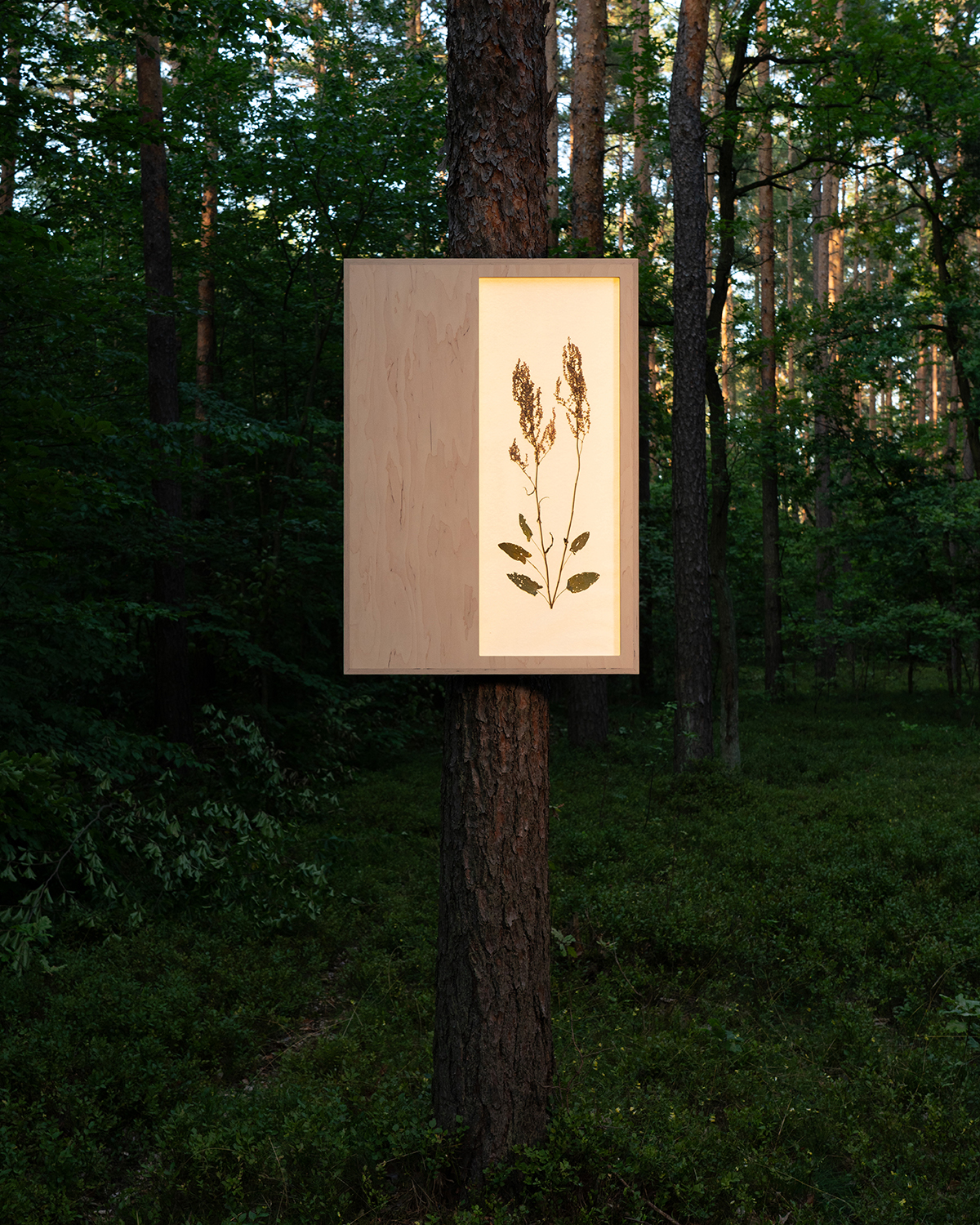 Herbarium on a tree