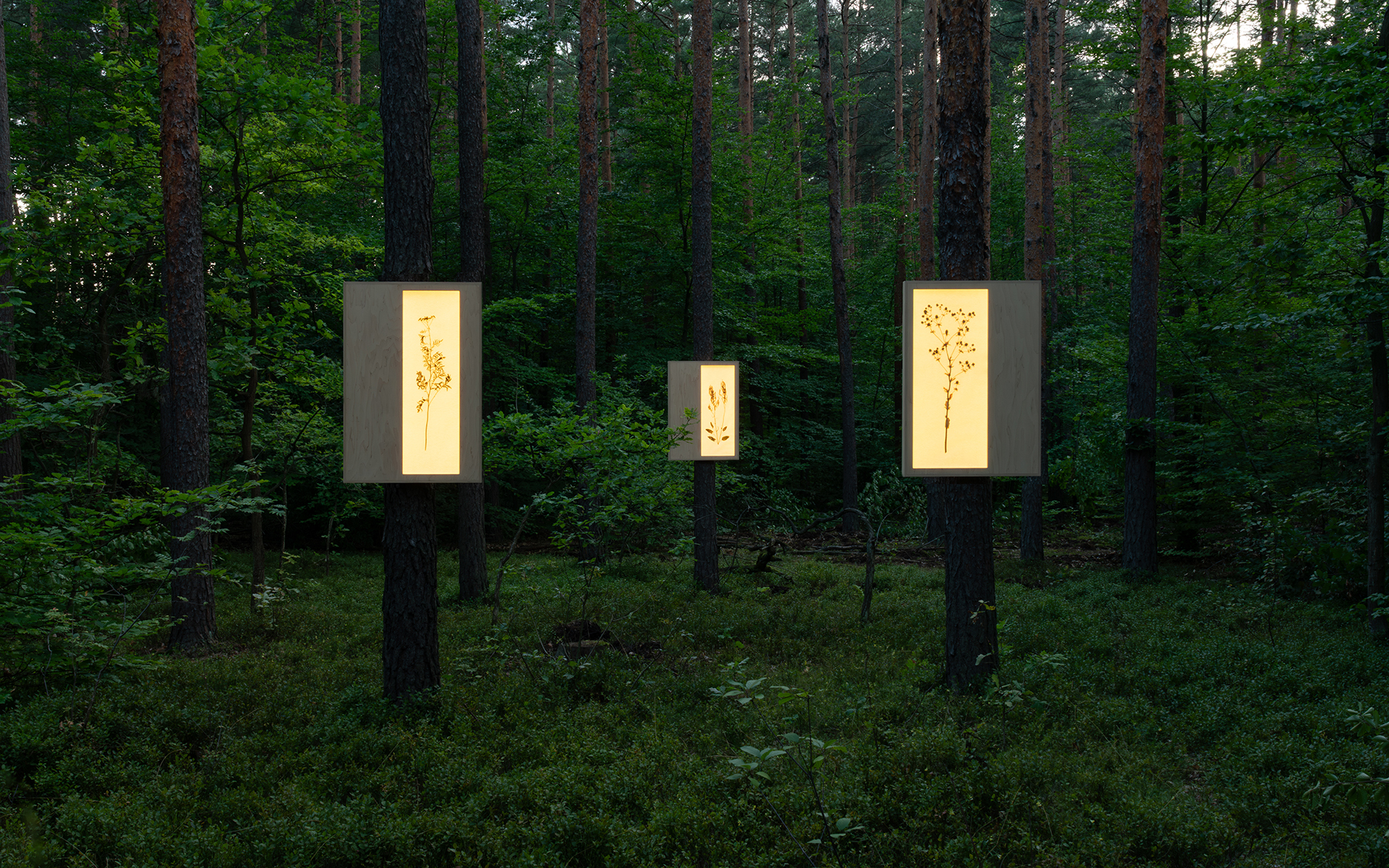 Three Herbarium pieces in a forest