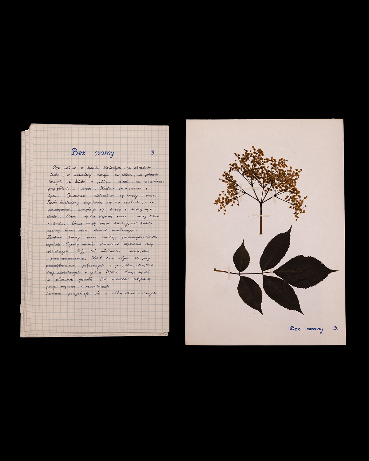 Botanical specimens catalog