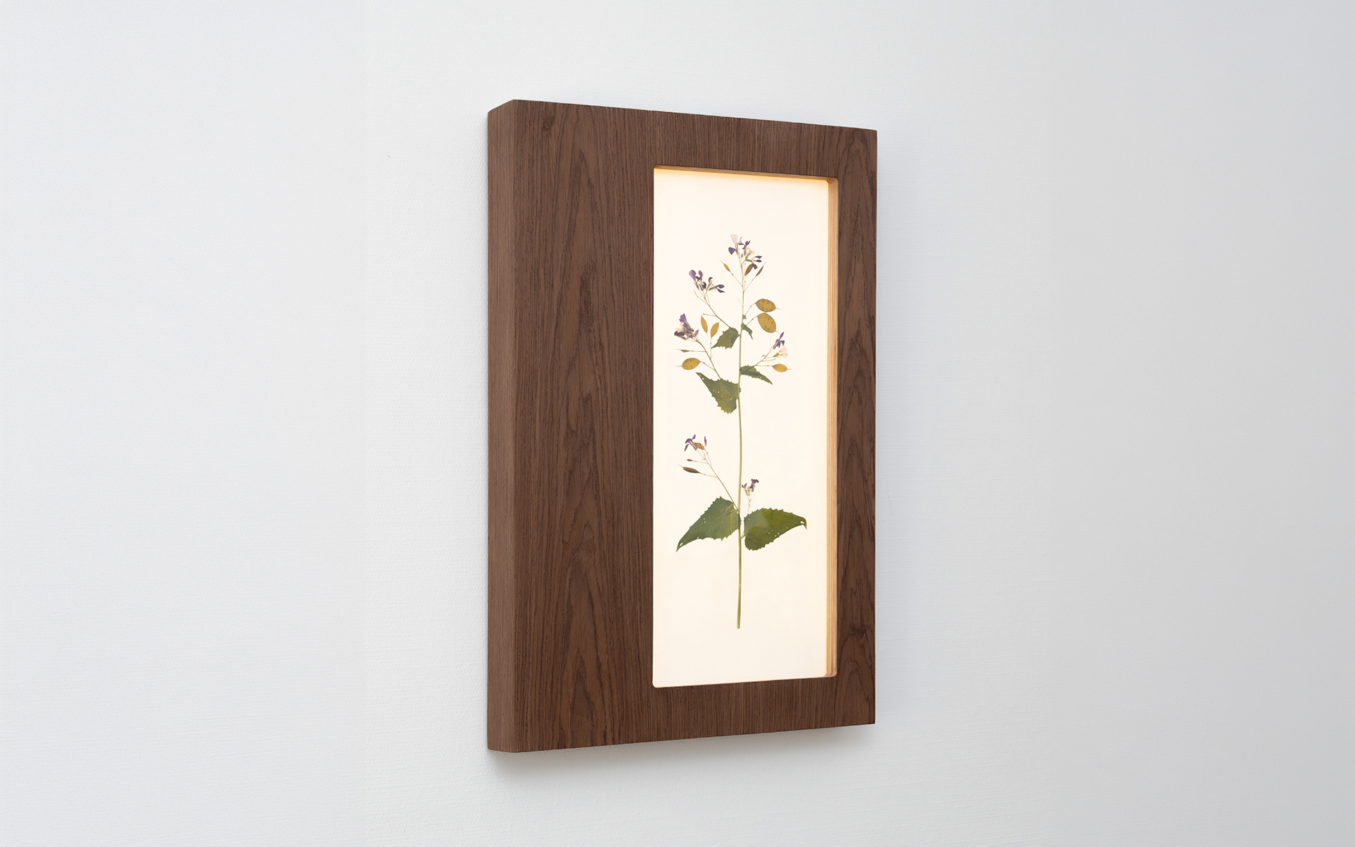 Herbarium Mini on a wall in a gallery