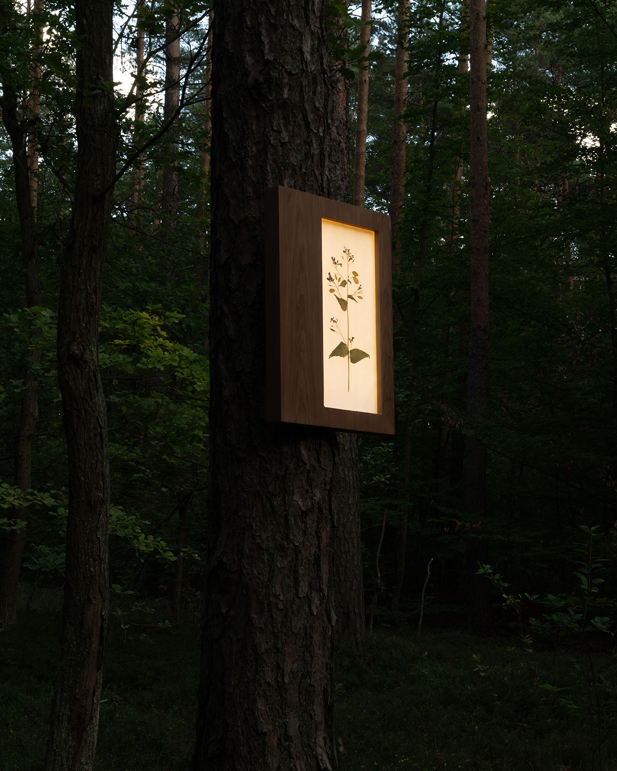Herbarium Mini on a tree