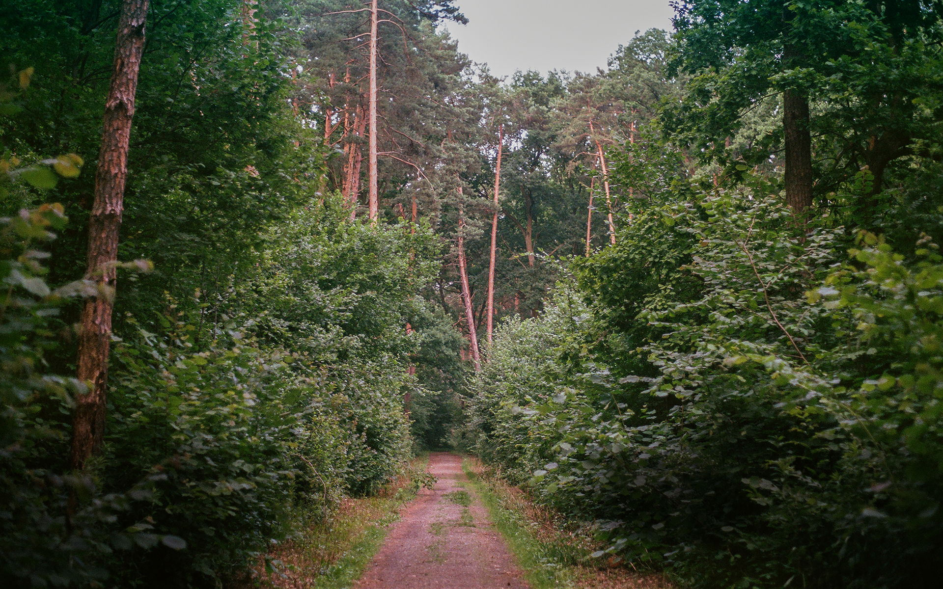 Forest