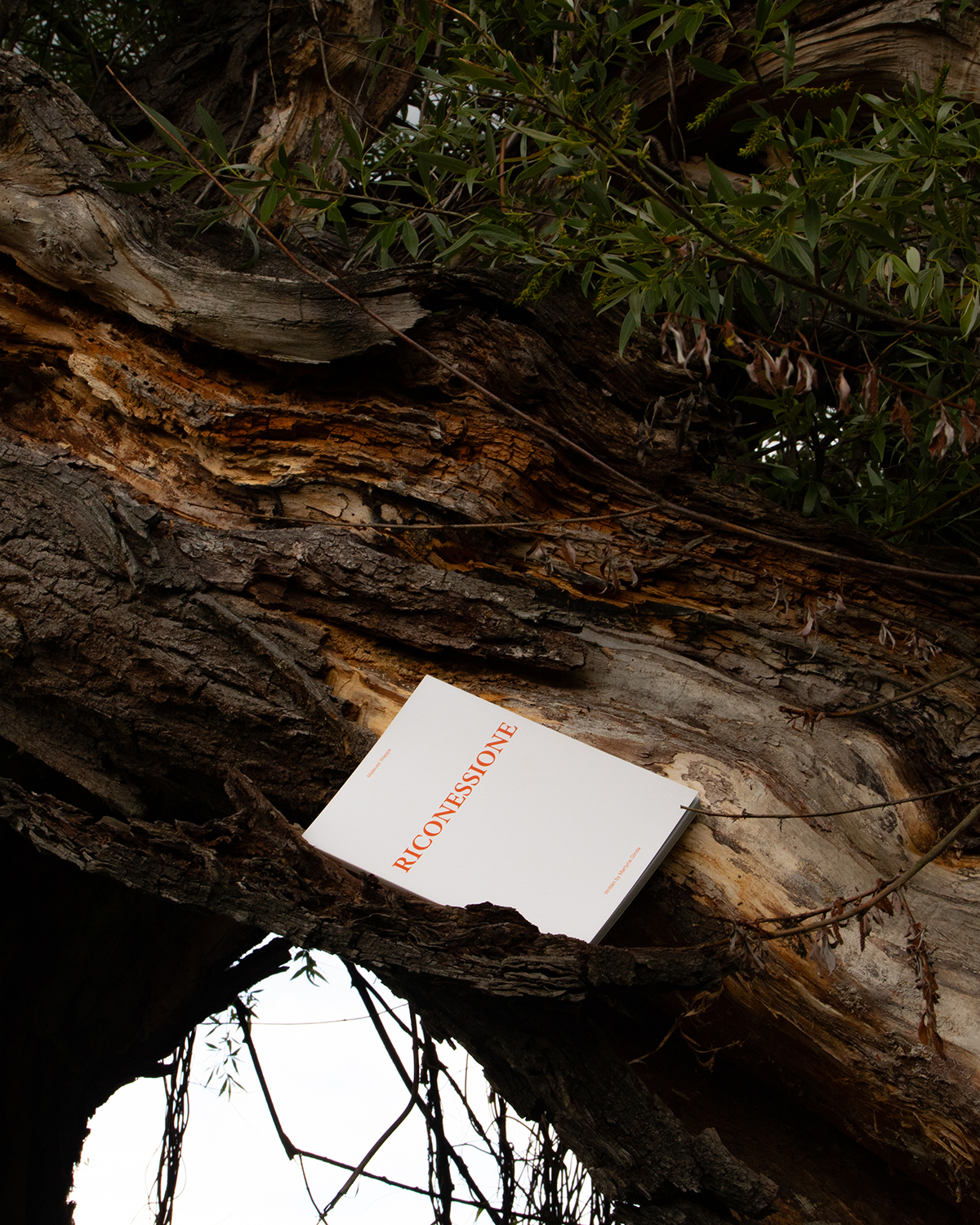 Riconessione Publication on a tree