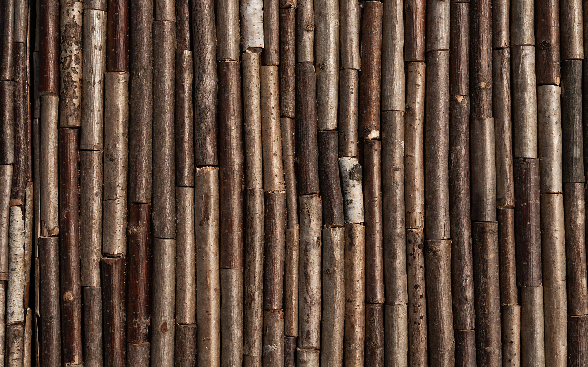 A close-up of the twigs